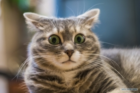 Полезный совет по Сбербанку