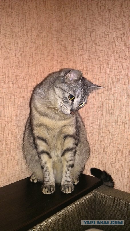 Котовторник 04.10.16