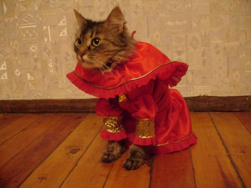 Коты из сети
