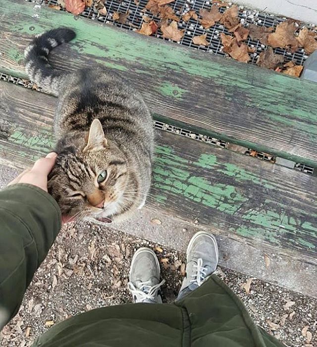 Котовторник 27.12.2016