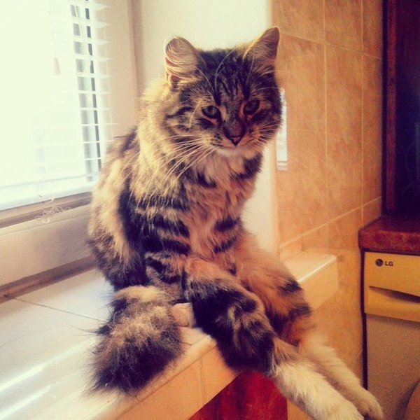 Коты из сети