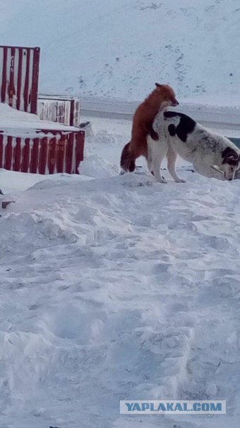 Известный в Якутии лис-попрошайка разошелся по полной