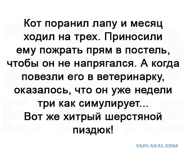 Смешные комментарии из социальных сетей 22.02.2017