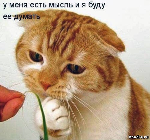 20 открыток с истинными мыслями котов