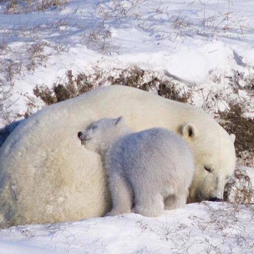 Самые смешные животные