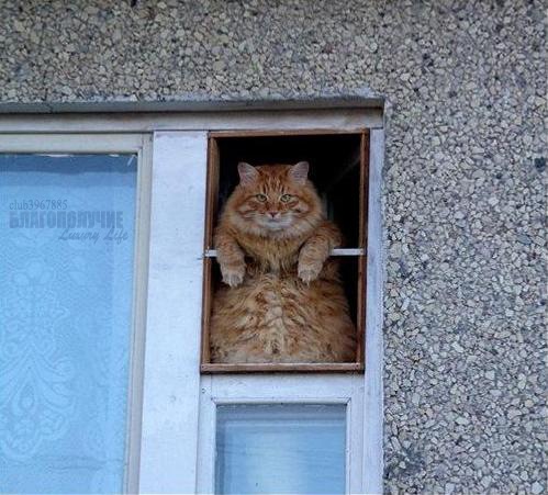 Коты и Кошки