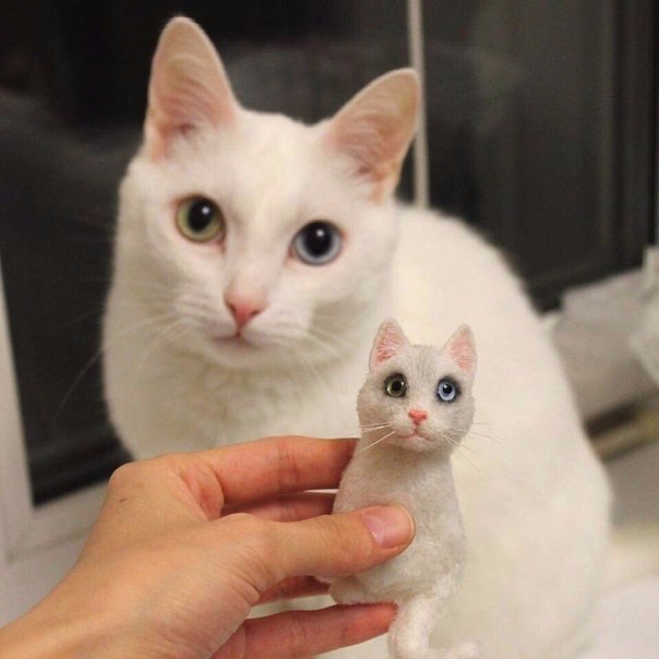Коты и Кошки