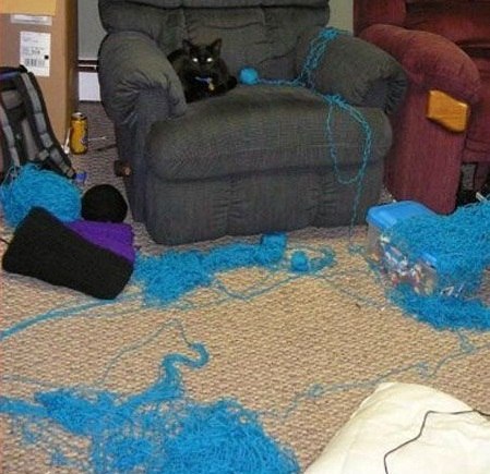 Коты и Кошки