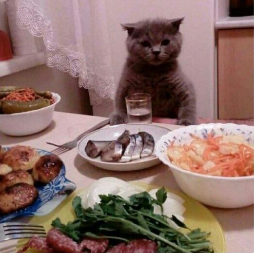 Коты, которые разучились сидеть по-кошачьи