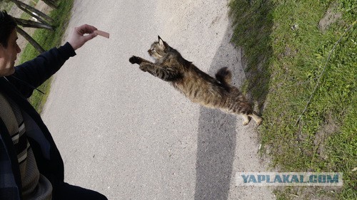 Коты. Отнюдь не ми-ми-ми.