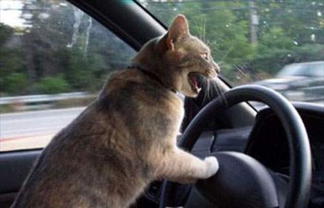 Живодёрку Свету, которая покусала котёнка, избили в Москве