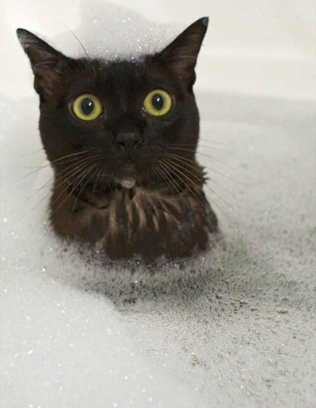 Коты и Кошки