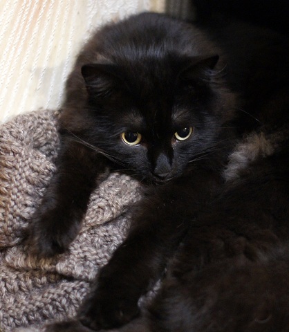 Котовторник 12.12.2017