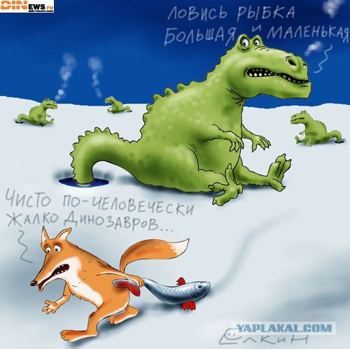 Как аллигаторы выжили в минусовую погоду