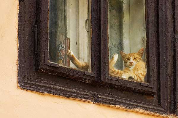 Котовторник на ЯПлакалъ