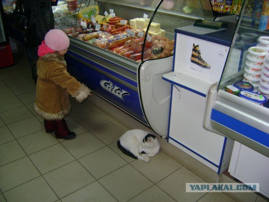Котовторнику Да (09.12.08)