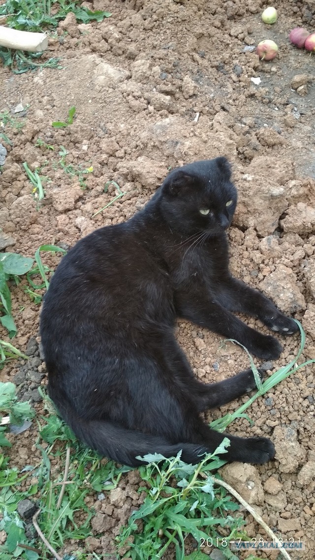Котовторник  31.07.2018