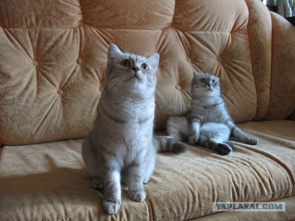 Котовторник на 07.07.2009