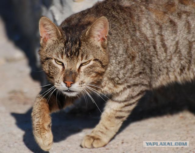 Боевые коты