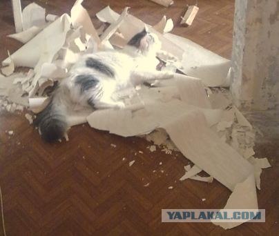 It's Catursday Fever! (Котовторник)