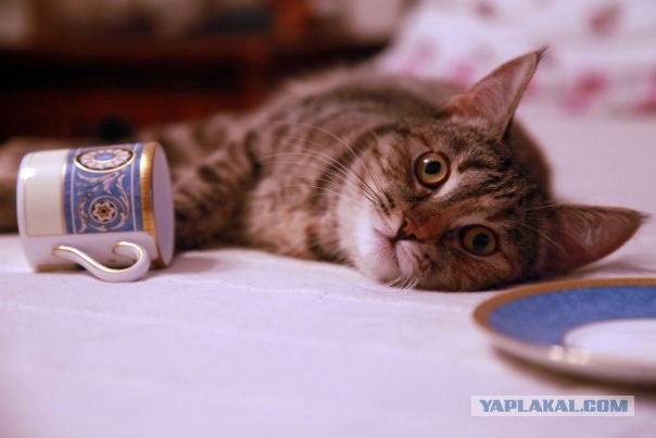Котовторник! 08.11.11