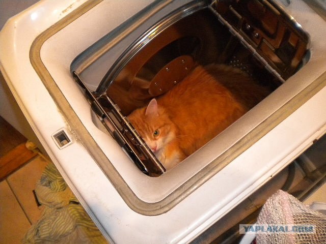 Котовторник 8 мая 2012