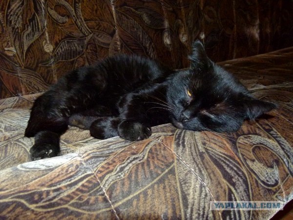 Котовторник  16.10.12
