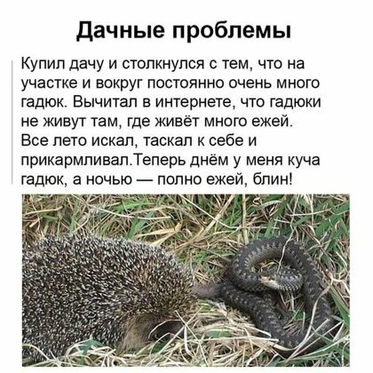 Картинки с надписями, истории и анекдоты