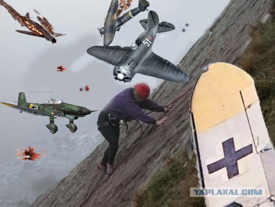 Чайки атакуют!