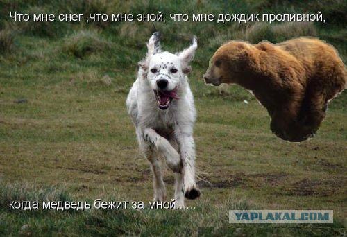 Летающий медведь
