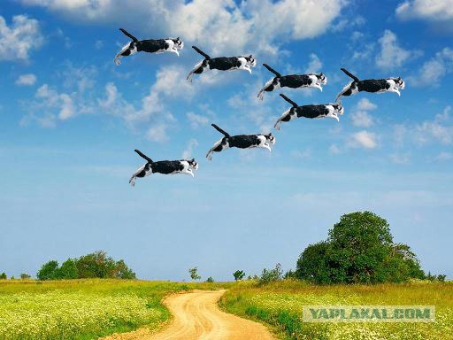 Фотожаба: Полет Барсика
