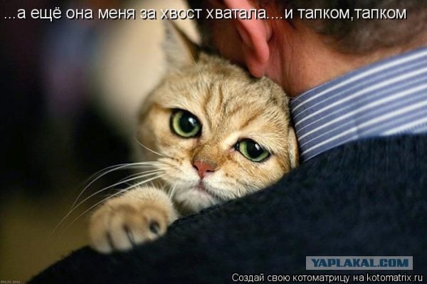 Самый грустный кот