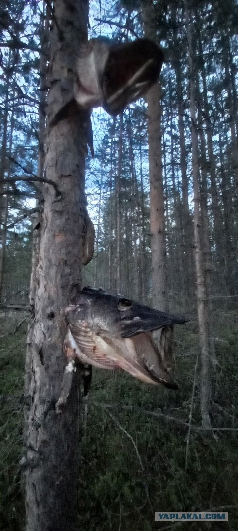 Рыбалка наше всё!