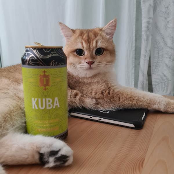 Котовторник 21.12.21