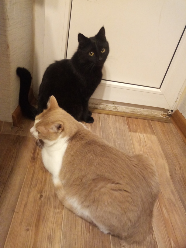 Котовторник. Февраль
