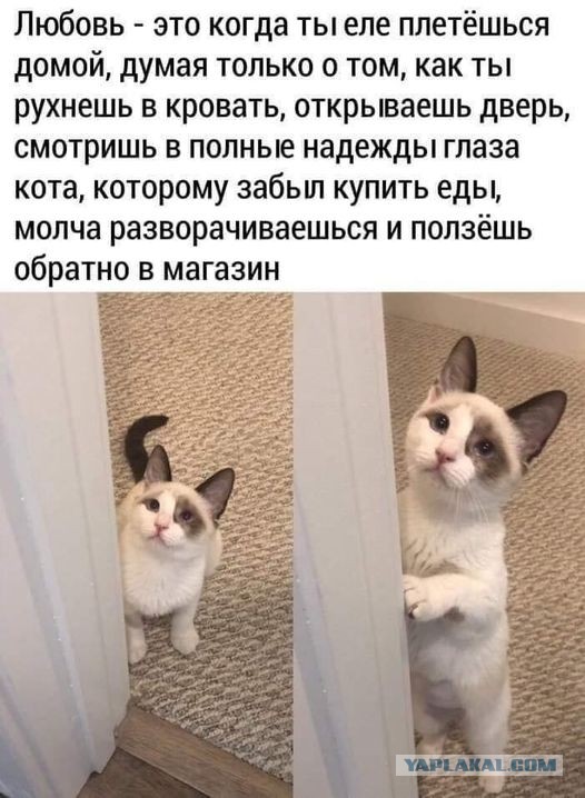 Весёлый полтишок 08.09.22