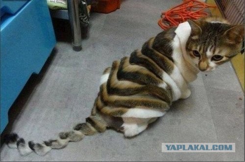 Под полубокс пожалуйста