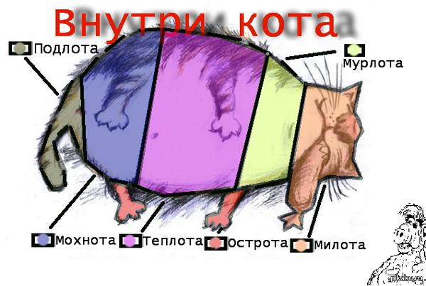 Ищу хозяина кота