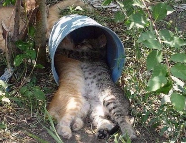 Коты деревенской породы