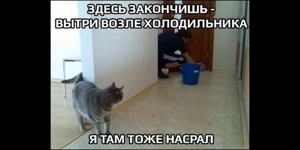 Кот, подай ключи