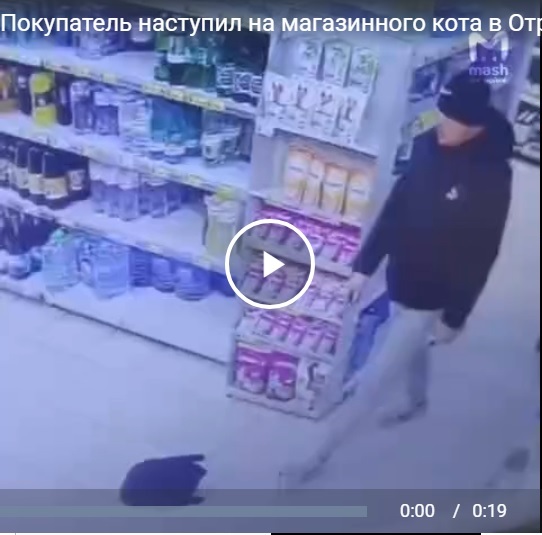 Покупатель наступил на магазинного кота в Отрадном — местные считают, что он сделал это специально и хотят привлечь его к ответственности.