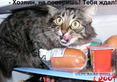 Все любят котиков!