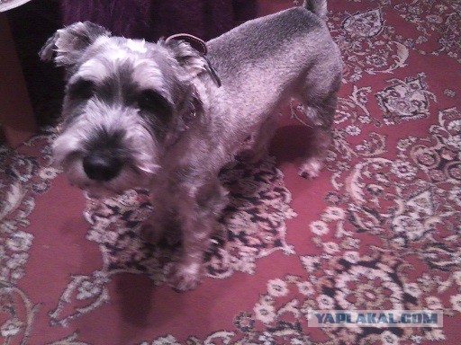 Все хвастуются и я ТОЖЕ.