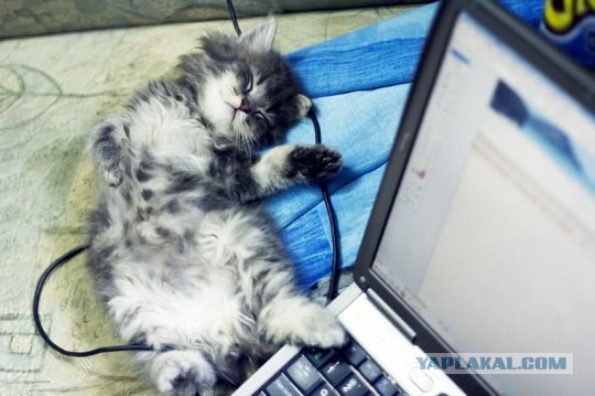 Наглая кошка