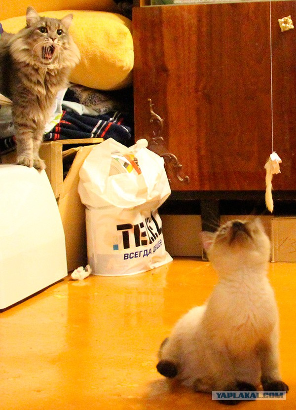 А у тебя есть фото твоей зевающей котейки ?