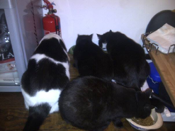 Котовторник 30.09.2014