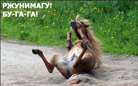 Лошадь что-то перепутала