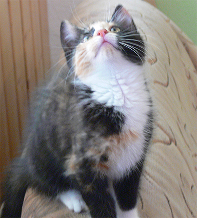 Котовторник 2.12.14
