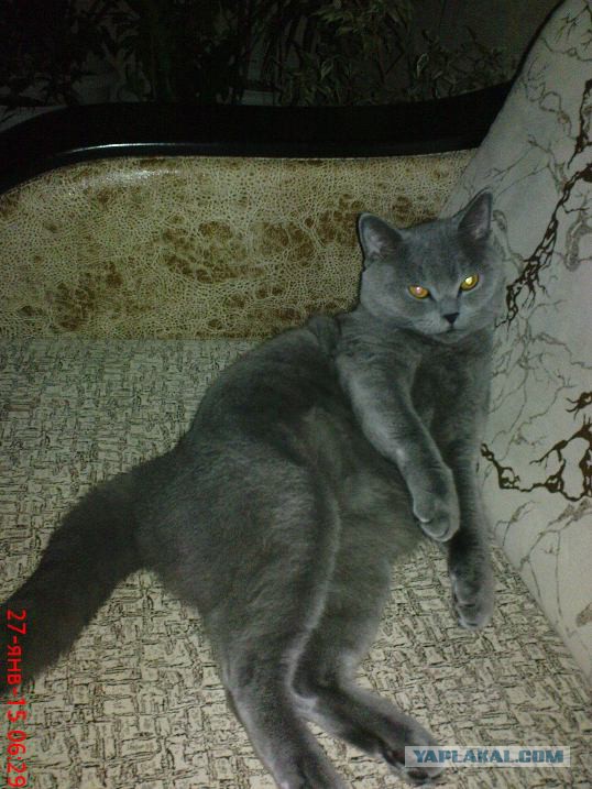 Котовторник 27.01.2015