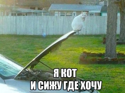 Котовторник